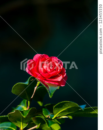 Beautiful new year flowers: camellia in full bloom 123455550