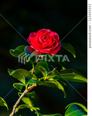 美麗的新年花：盛開的山茶花 123455551