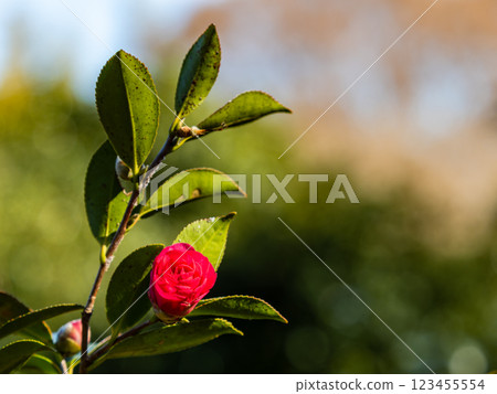 美麗的新年花：盛開的山茶花 123455554