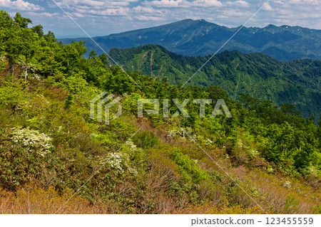 從森本山脊上眺望淺草岳，橡樹盛開，新綠盎然 123455559