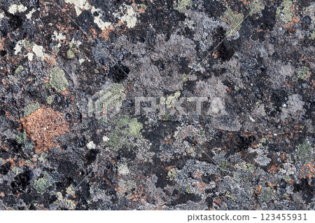 Texture of stone in tundra covered with lichens Texture of stone in tundra covered with lichens 123455931