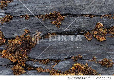 Closeup of black rock with brown algae 123455934