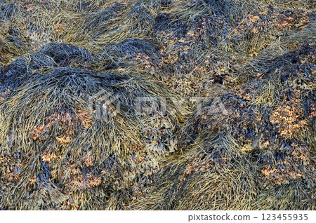 Closeup of wet algae Closeup of wet algae 123455935