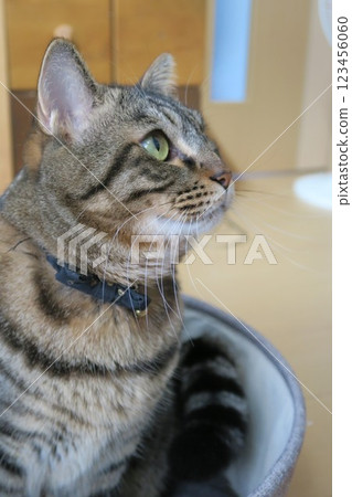 A brown tabby cat staring intently at something A brown tabby cat staring intently at something 123456060
