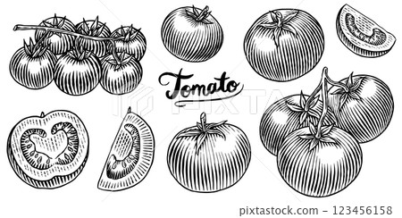 Set of tasty and fresh red tomatoes, hand drawn vegetables in engraved old traditional style. sketch 123456158