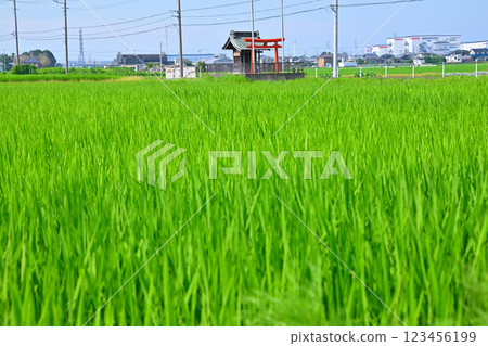 Early summer rice field scenery, Inari Shrine standing alone, Kawagoe City 123456199
