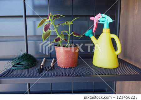 small plant in pot and water pot in shelf small plant in pot and water pot in shelf 123456225