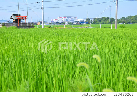 初夏的稻田風景，孤獨的稻荷神社，川越市 123456265