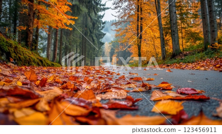A road with a lot of leaves on it. Autumn season A road with a lot of leaves on it. Autumn season 123456911