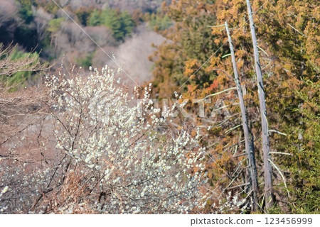Natural scenery with blooming plum trees in the mountains 123456999