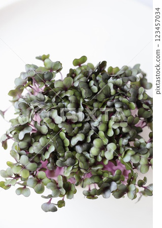 Red cabbage sprouts: a nutritious superfood Red cabbage sprouts: a nutritious superfood 123457034