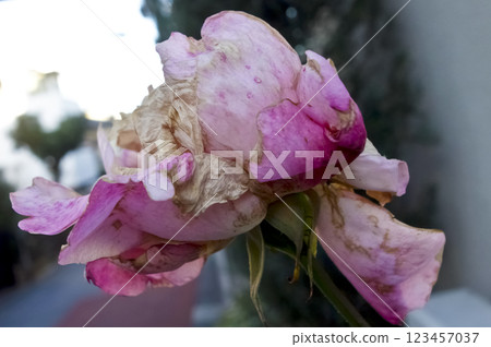 一朵嬌嫩、枯萎的粉紅玫瑰正在盛開。 123457037
