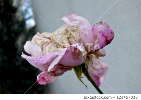 A dainty, withered pink rose flower is blooming. A dainty, withered pink rose flower is blooming. 123457038