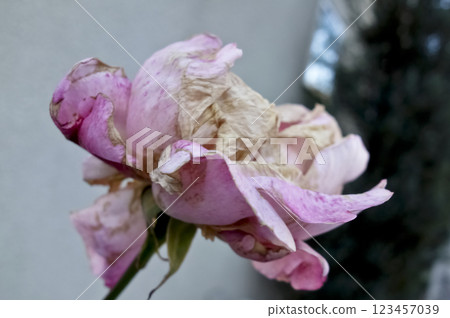 A dainty, withered pink rose flower is blooming. A dainty, withered pink rose flower is blooming. 123457039