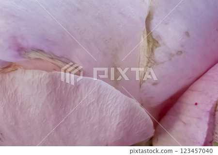 A dainty, withered pink rose flower is blooming. A dainty, withered pink rose flower is blooming. 123457040