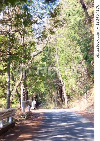 Sunlit mountain trail scenery Sunlit mountain trail scenery 123457176