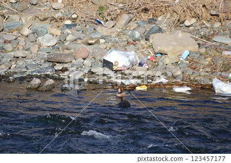 一隻綠頭鴨在岸邊休息，周圍有垃圾 123457177