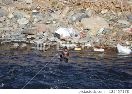 A mallard duck resting on the shore and the surrounding garbage 123457178