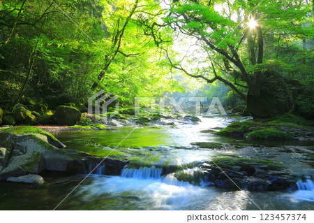 Shining fresh greenery of Kikuchi Valley (Kikuchi City) Shining fresh greenery of Kikuchi Valley (Kikuchi City) 123457374