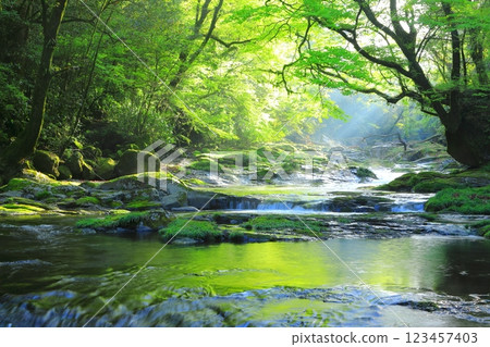 Shining fresh greenery of Kikuchi Valley (Kikuchi City) 123457403