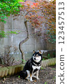 一隻柴犬坐在秋葉和一面牆前 123457513