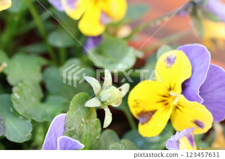 中提琴花特寫 123457631