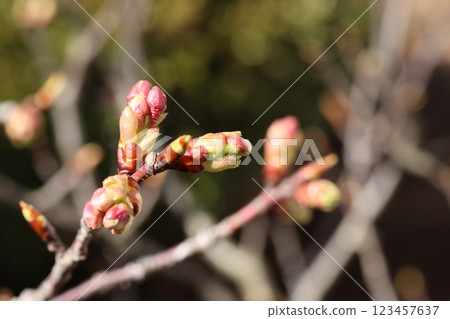 Kawazu cherry blossom buds swell with each passing day in the spring sunshine. 123457637