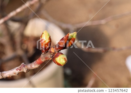 Kawazu cherry blossom buds swell with each passing day in the spring sunshine. 123457642