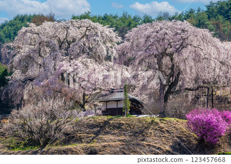 Weeping cherry blossoms in Takato Town, Nagano Prefecture Weeping cherry blossoms in Takato Town, Nagano Prefecture 123457668