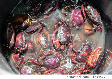 Rice field crabs after catching by farmer in a bucket. They are an important ingredient in papaya salad. Found in bodies of freshwater, such as rivers and streams, in tropic and subtropic climates. Rice field crabs after catching by farmer in a bucket. They are an important ingredient in papaya salad. Found in bodies of freshwater, such as rivers and streams, in tropic and subtropic climates. 123457702