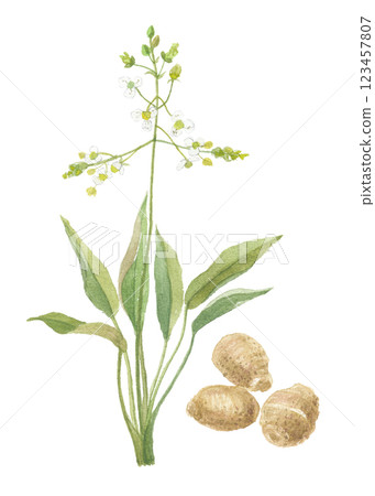 Watercolor painting of sagebrush flowers and roots, sagebrush, taksha 123457807