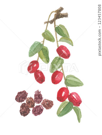 Watercolor painted jujube 123457808