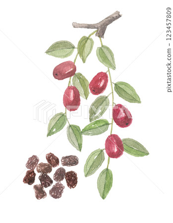 Watercolor painted jujube Watercolor painted jujube 123457809