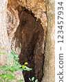 Hole in the base of a Large tree in the park  123457934