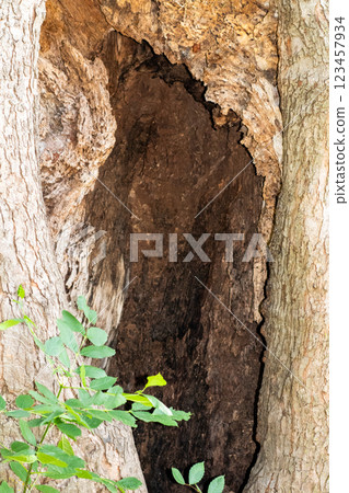 Hole in the base of a Large tree in the park  123457934