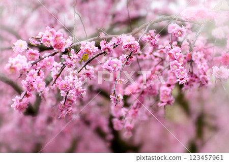 Weeping plum blossoms with beautiful pink petals Weeping plum blossoms with beautiful pink petals 123457961