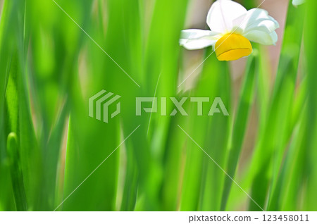 Daffodil flowers herald the arrival of spring - Macro photography Daffodil flowers herald the arrival of spring - Macro photography 123458011