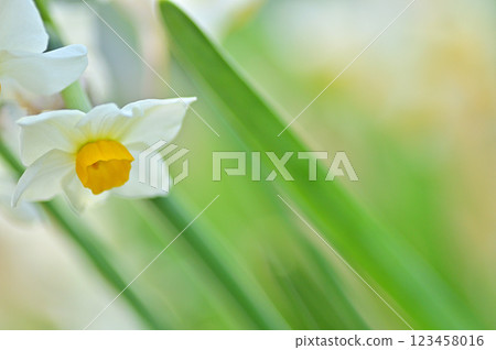 Daffodil flowers herald the arrival of spring - Macro photography Daffodil flowers herald the arrival of spring - Macro photography 123458016
