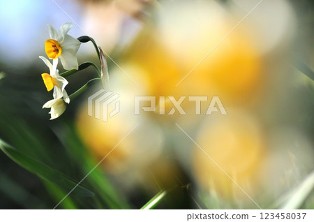 Daffodil flowers herald the arrival of spring - Macro photography Daffodil flowers herald the arrival of spring - Macro photography 123458037