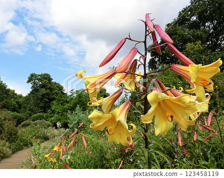 Beautiful lily flowers against the blue sky 123458119