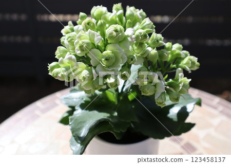 綠花長壽花 123458137