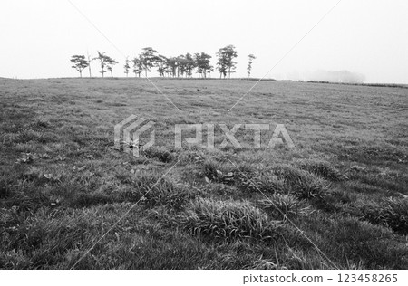 草原上的樹木，北海道富良野，黑白影像 123458265
