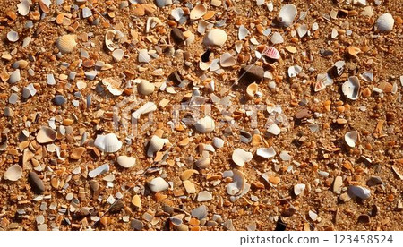 美麗的海灘貝殼和沙子特寫-自然藝術 美麗的海灘貝殼和沙子特寫-自然藝術 123458524