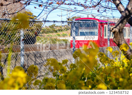 February at Miura Beach: Rape blossoms and the Keihin Express Railway 123458732