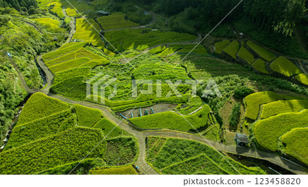 Summer on the terraced fields Summer on the terraced fields 123458820