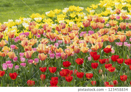 鬱金香花 鬱金香花 123458834