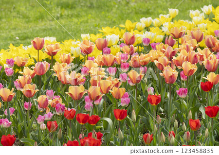 鬱金香花 鬱金香花 123458835