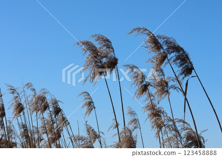 Withered pampas grass on a reed blown by the north wind 123458888