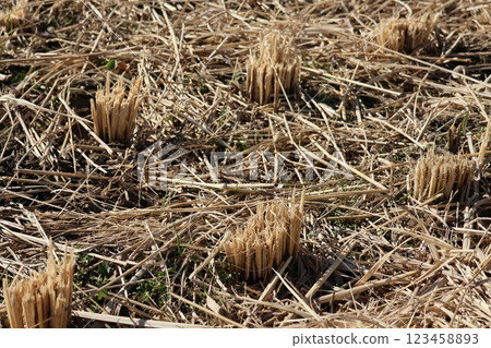 Rice stubble after harvest 123458893