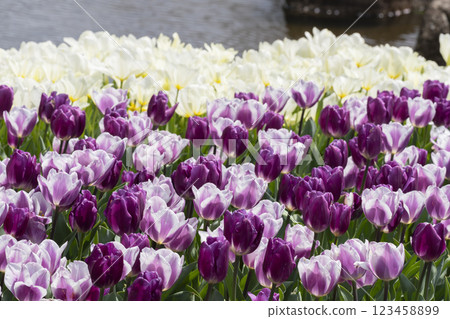 Tulip flower Tulip flower 123458899